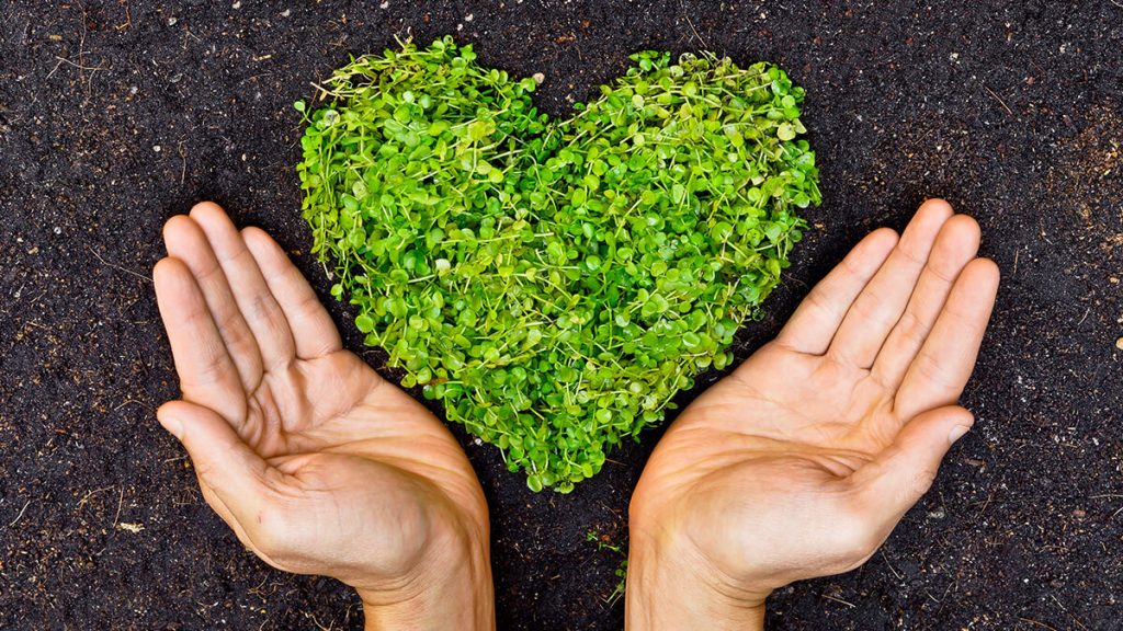 Heart Shaped Plant